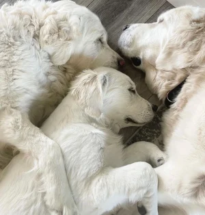 A group of dogs lying on the floor | 24th Street Dental Biltmore in Phoenix, AZ